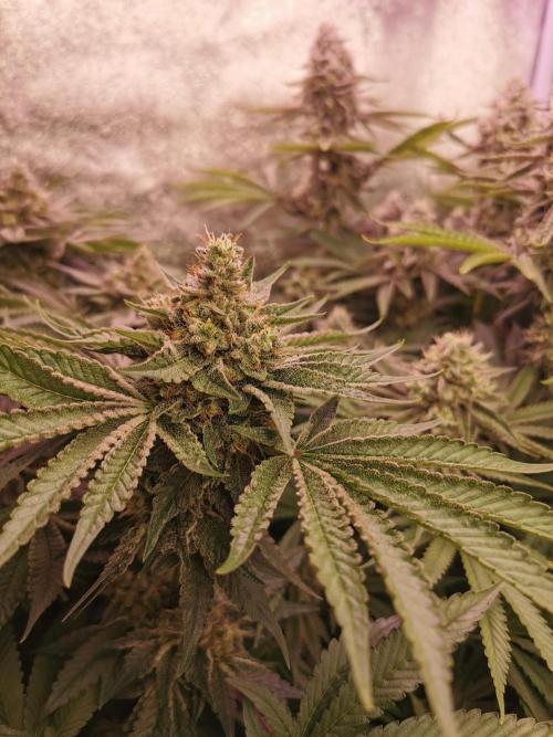 Blue Cheese RQS. Week 14 - Hier auch mal ein Bild von der Cookies Gelato. 