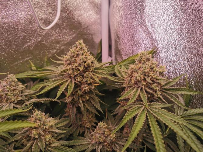 Blue Cheese RQS. Week 15