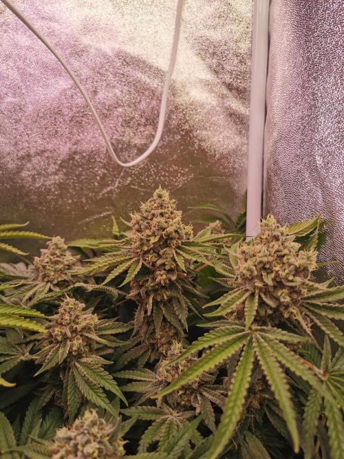 Blue Cheese RQS. Week 15