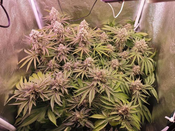 Blue Cheese RQS. Week 15