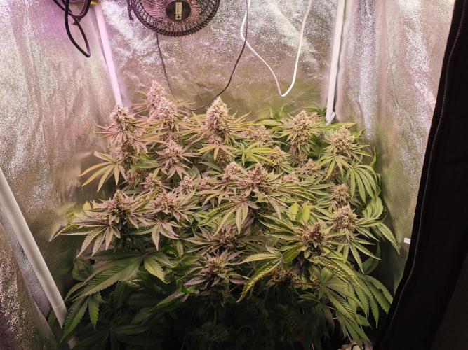 Blue Cheese RQS. Week 15