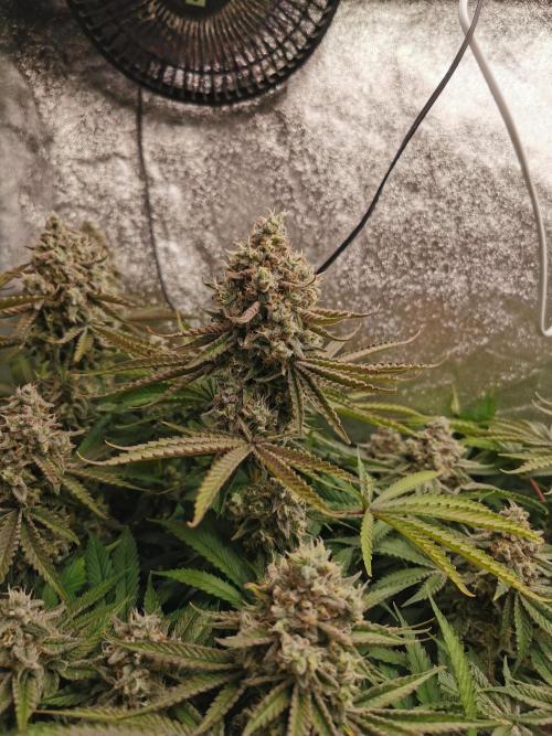 Blue Cheese RQS. Week 15