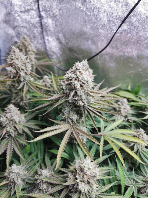 Blue Cheese RQS. Week 15