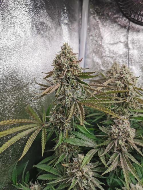 Blue Cheese RQS. Week 15