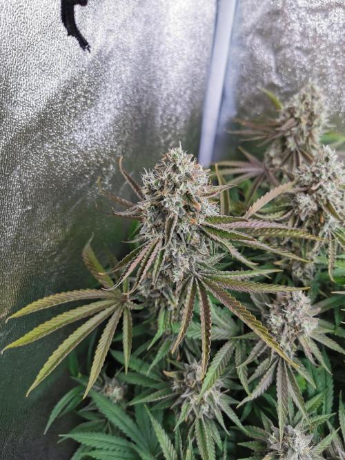 Blue Cheese RQS. Week 15