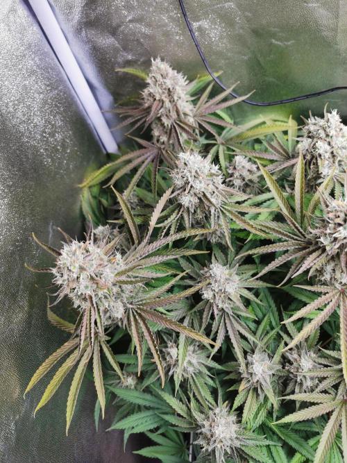 Blue Cheese RQS. Week 15