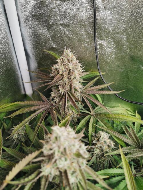 Blue Cheese RQS. Week 15