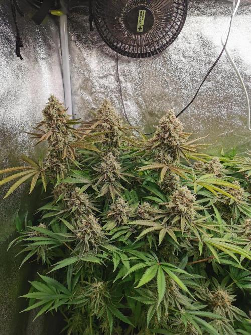 Blue Cheese RQS. Week 15