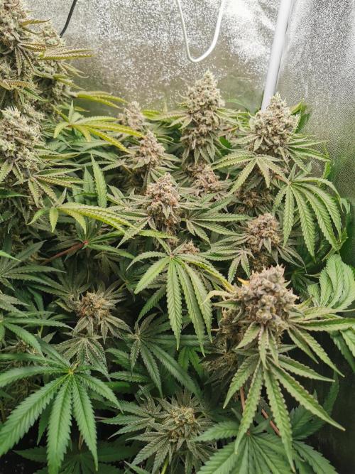 Blue Cheese RQS. Week 15