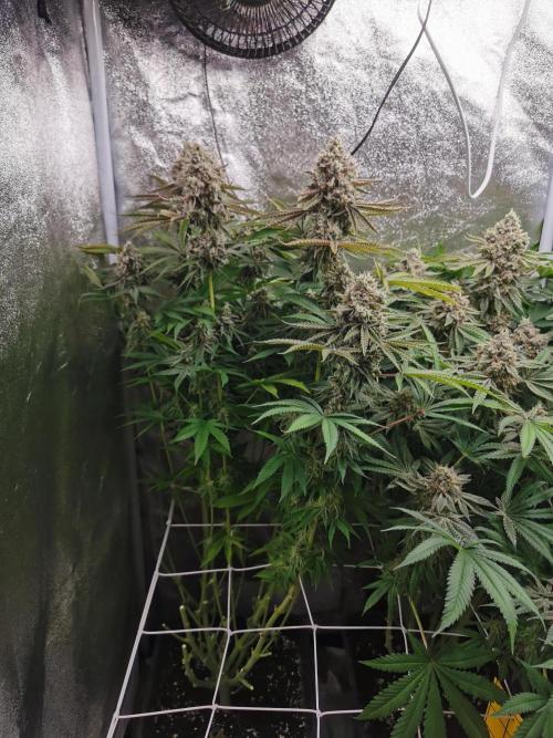 Blue Cheese RQS. Week 15