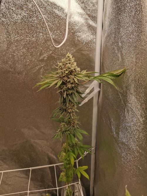 Blue Cheese RQS. Week 15