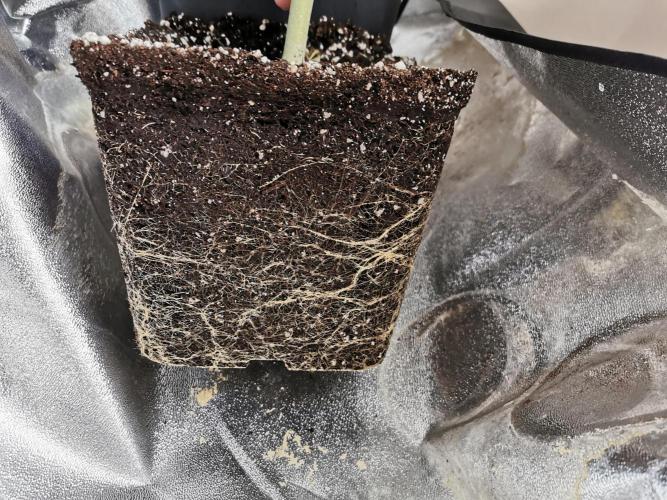 Blue Cheese RQS. Week 16