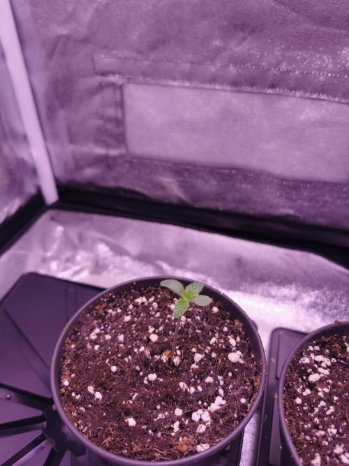 Bakerman (Jealousy x La Bomba) / Coco. Week 1