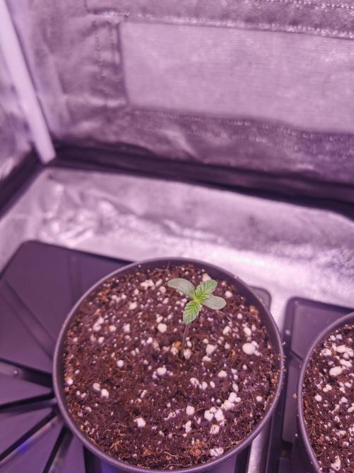 Bakerman (Jealousy x La Bomba) / Coco. Week 1