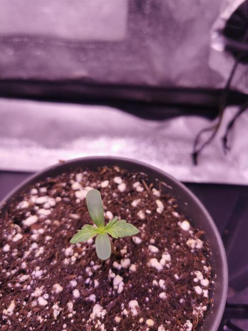 Bakerman (Jealousy x La Bomba) / Coco. Week 1