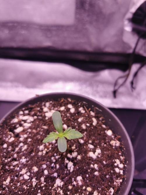 Bakerman (Jealousy x La Bomba) / Coco. Week 1