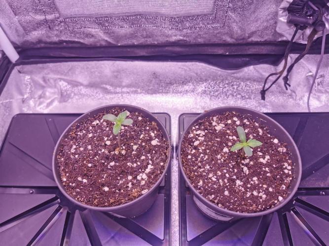 Bakerman (Jealousy x La Bomba) / Coco. Week 1