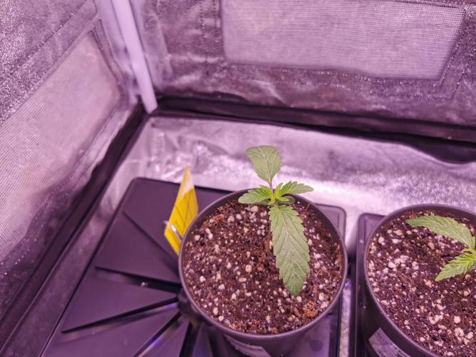 Bakerman (Jealousy x La Bomba) / Coco. Week 2