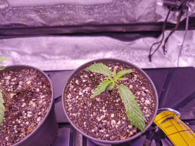 Bakerman (Jealousy x La Bomba) / Coco. Week 2