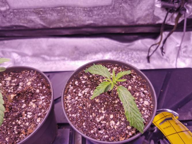 Bakerman (Jealousy x La Bomba) / Coco. Week 2