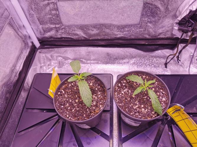 Bakerman (Jealousy x La Bomba) / Coco. Week 2