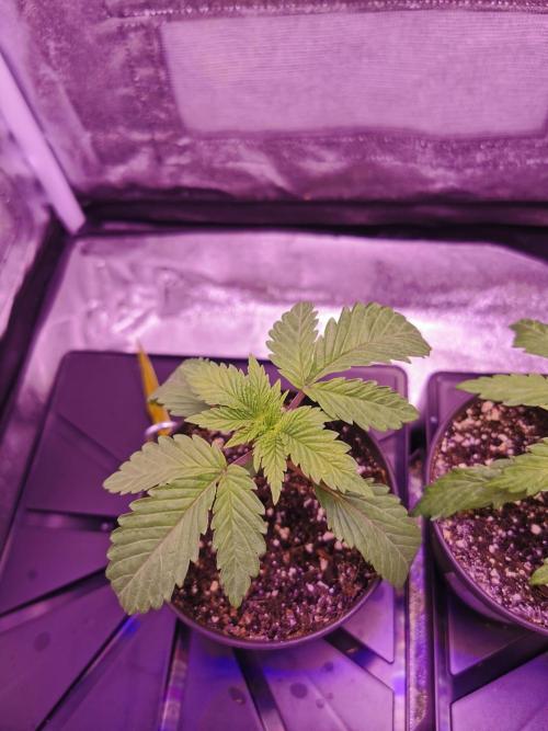 Bakerman (Jealousy x La Bomba) / Coco. Week 3