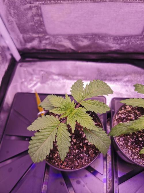 Bakerman (Jealousy x La Bomba) / Coco. Week 3