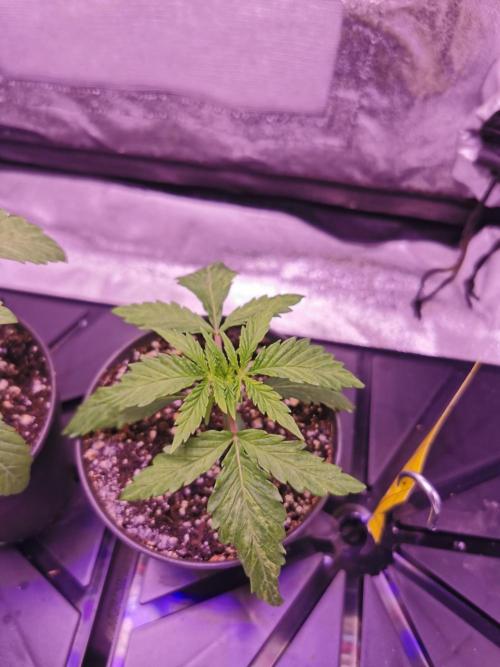 Bakerman (Jealousy x La Bomba) / Coco. Week 3