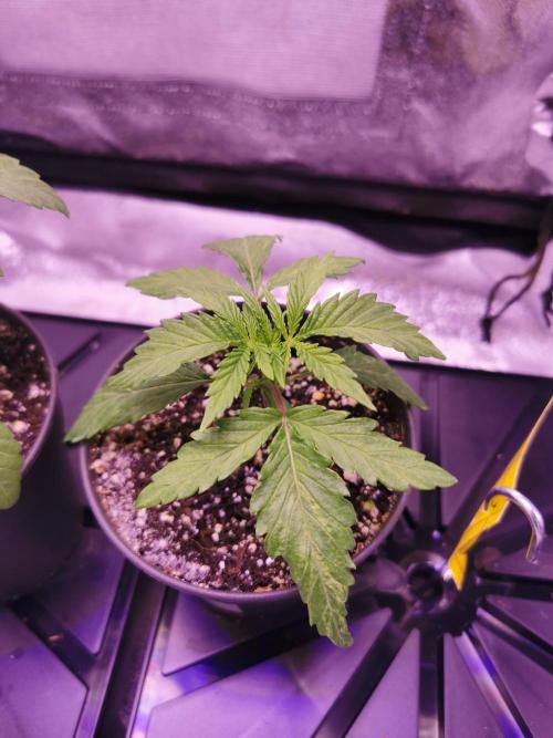 Bakerman (Jealousy x La Bomba) / Coco. Week 3