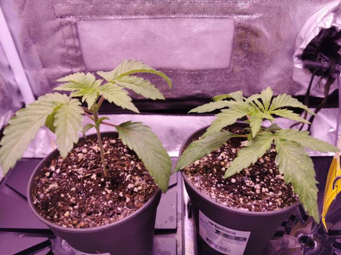 Bakerman (Jealousy x La Bomba) / Coco. Week 3