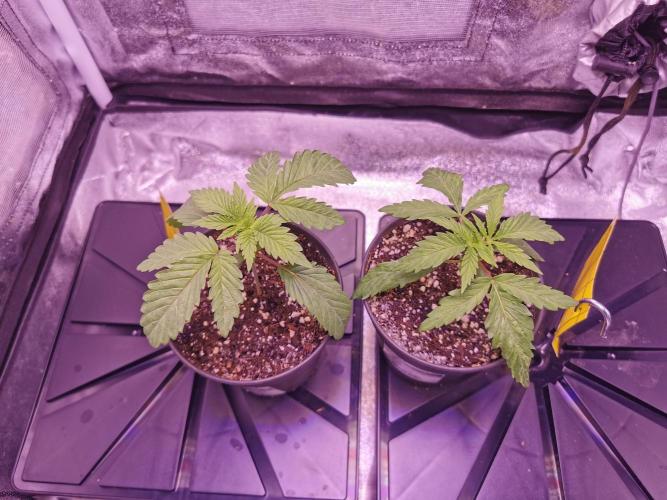 Bakerman (Jealousy x La Bomba) / Coco. Week 3