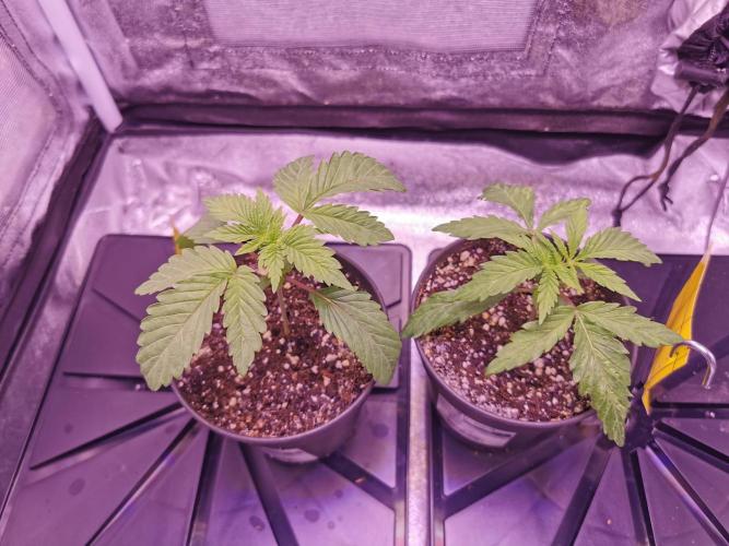 Bakerman (Jealousy x La Bomba) / Coco. Week 3