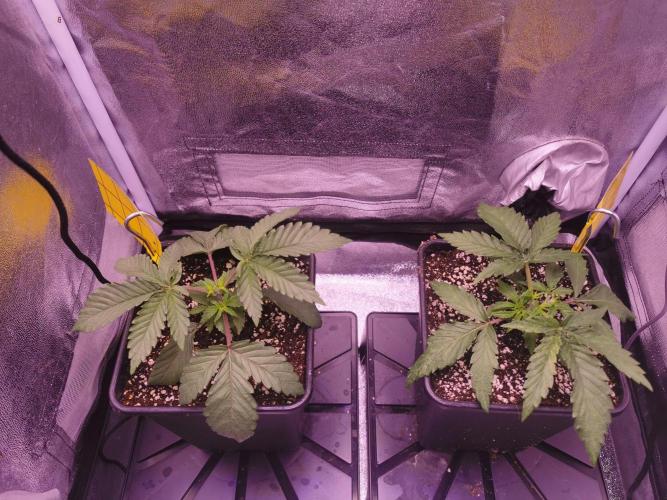 Bakerman (Jealousy x La Bomba) / Coco. Week 4