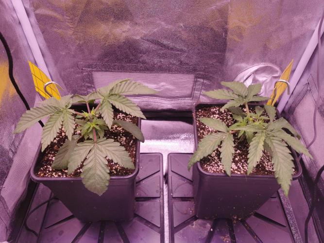 Bakerman (Jealousy x La Bomba) / Coco. Week 4