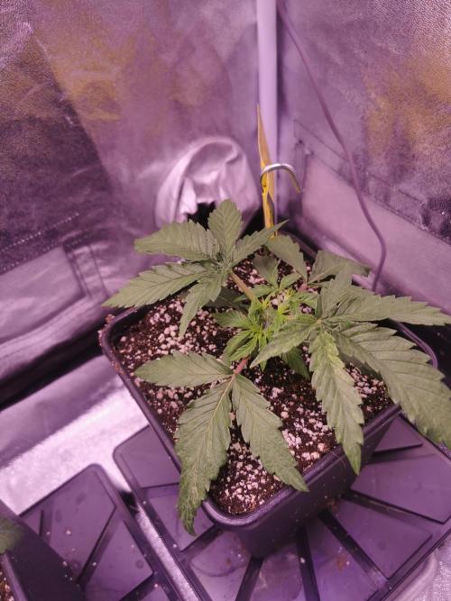 Bakerman (Jealousy x La Bomba) / Coco. Week 4