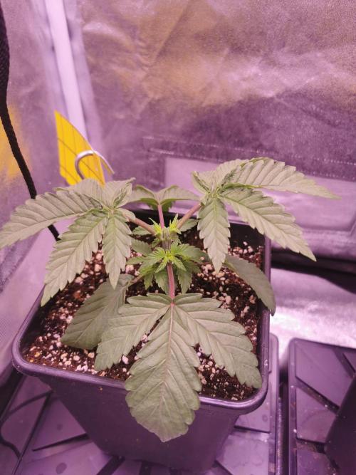 Bakerman (Jealousy x La Bomba) / Coco. Week 4