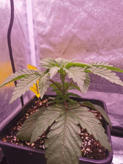 Bakerman (Jealousy x La Bomba) / Coco. Week 4