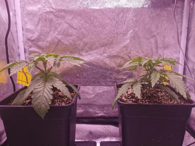 Bakerman (Jealousy x La Bomba) / Coco. Week 4