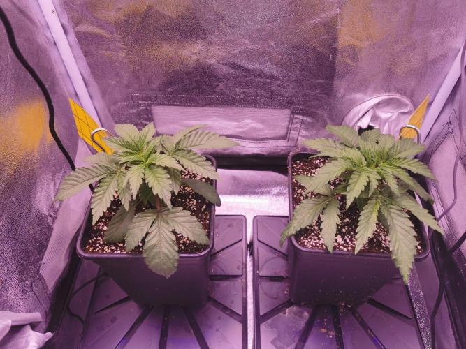 Bakerman (Jealousy x La Bomba) / Coco. Week 4