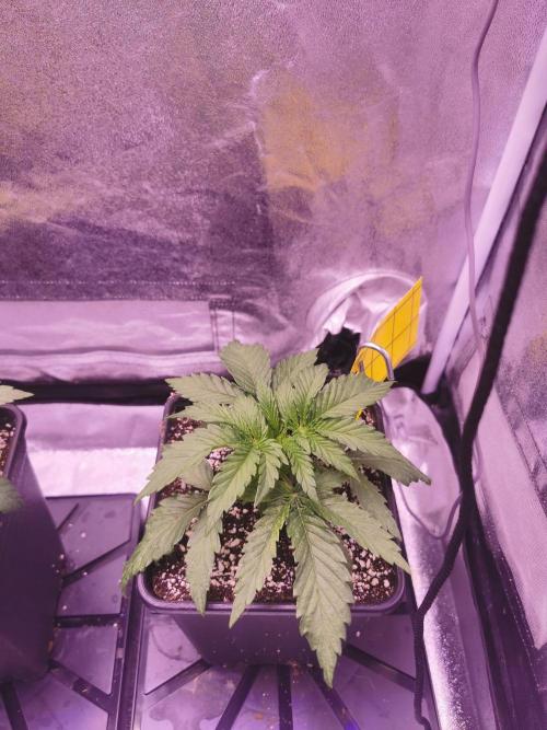 Bakerman (Jealousy x La Bomba) / Coco. Week 4