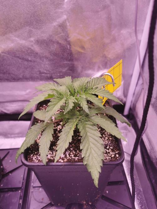 Bakerman (Jealousy x La Bomba) / Coco. Week 4