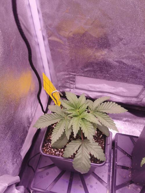 Bakerman (Jealousy x La Bomba) / Coco. Week 4