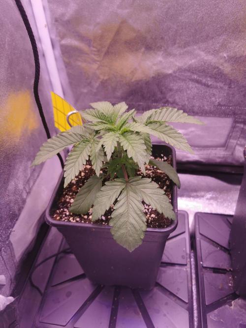 Bakerman (Jealousy x La Bomba) / Coco. Week 4