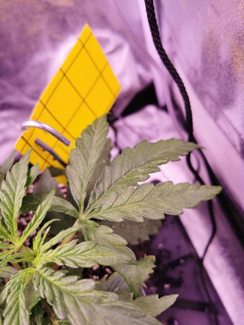 Bakerman (Jealousy x La Bomba) / Coco. Week 5