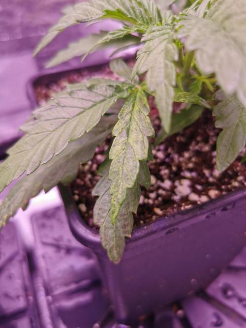 Bakerman (Jealousy x La Bomba) / Coco. Week 5