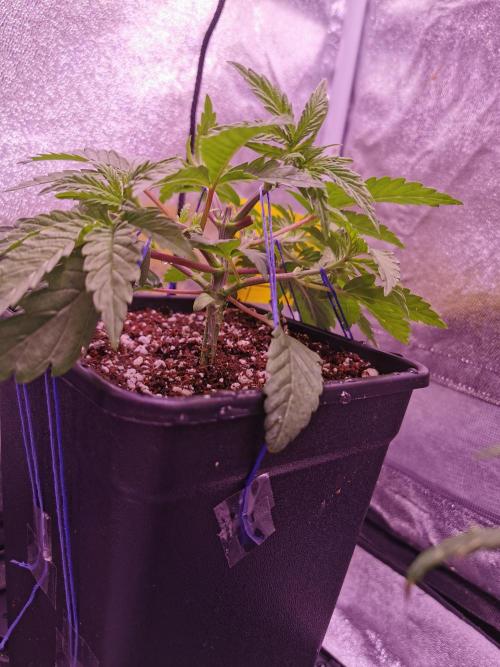 Bakerman (Jealousy x La Bomba) / Coco. Week 5