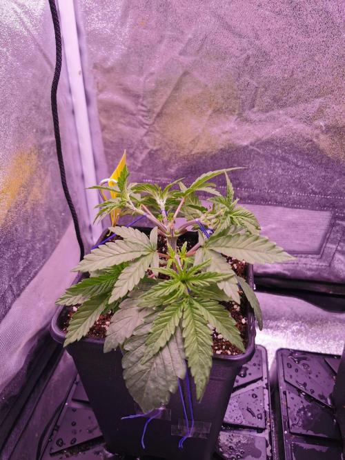 Bakerman (Jealousy x La Bomba) / Coco. Week 5