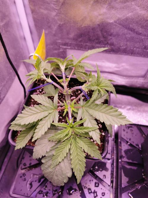 Bakerman (Jealousy x La Bomba) / Coco. Week 5