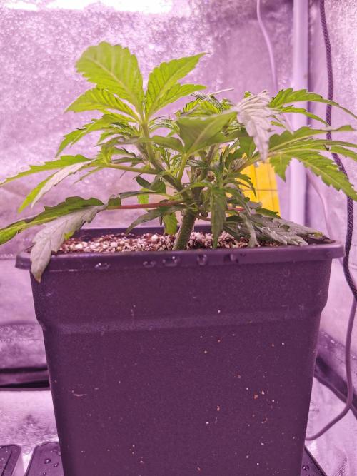 Bakerman (Jealousy x La Bomba) / Coco. Week 5
