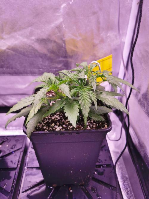 Bakerman (Jealousy x La Bomba) / Coco. Week 5